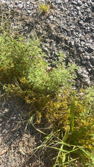 Leucospora multifida