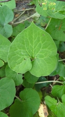 Asarum canadense