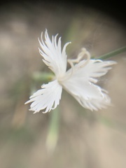 Dianthus arenarius