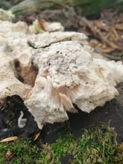 Hericium cirrhatum