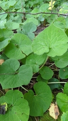 Asarum canadense