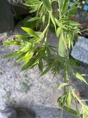 Dichanthelium acuminatum