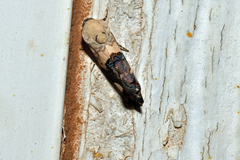 Ponometia erastrioides