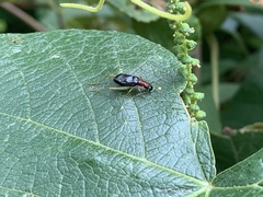 Phyllopalpus pulchellus