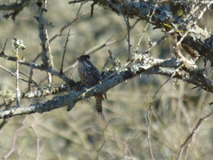 Dryobates mixtus