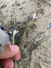 Dianthus arenarius