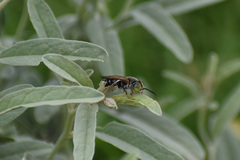 Tachytes