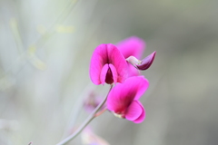 Lathyrus