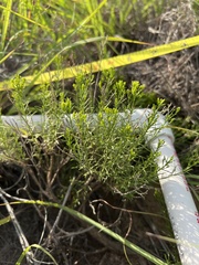 Gutierrezia sarothrae