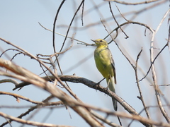 Motacilla citreola
