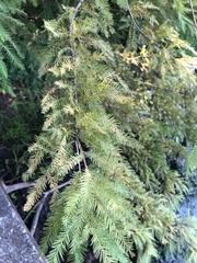 Taxodium distichum