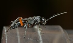 Cryptocheilus versicolor