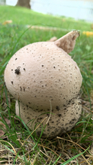 Calvatia cyathiformis