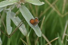 Brephidium exilis