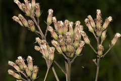 Syneilesis hayatae