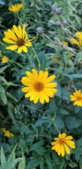 Heliopsis helianthoides