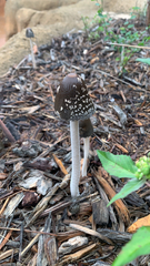 Coprinopsis picacea