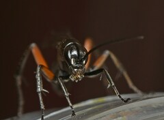 Cryptocheilus versicolor