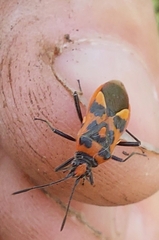 Corizus hyoscyami