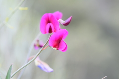 Lathyrus