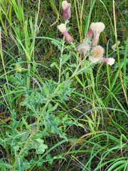 Cirsium arvense