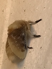 Megalopyge opercularis