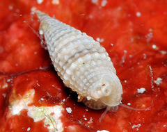 Monophorus lucidulus