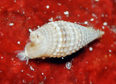 Monophorus lucidulus