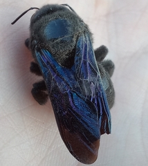Xylocopa valga