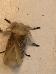 Megalopyge opercularis