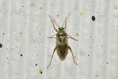 Orthotylus