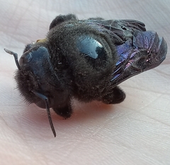 Xylocopa valga