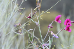Lathyrus