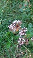 Volucella zonaria