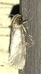 Acrolophus popeanella