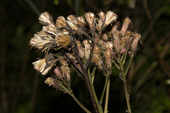 Syneilesis hayatae