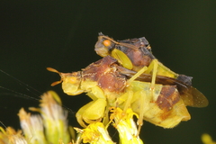 Phymata americana