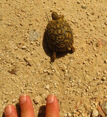 Stigmochelys pardalis