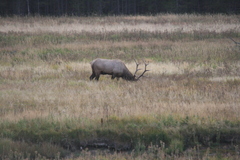 Cervus canadensis canadensis