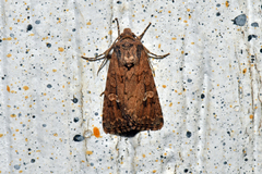Spodoptera exigua