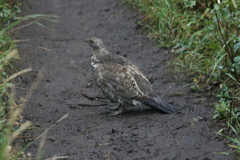 Dendragapus obscurus