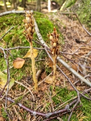 Monotropa hypopitys