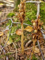 Monotropa hypopitys