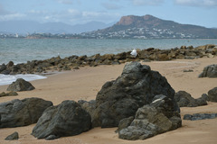 Chroicocephalus novaehollandiae