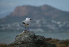 Chroicocephalus novaehollandiae