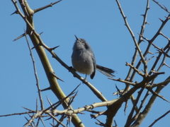 Polioptila dumicola