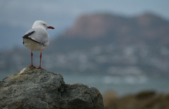 Chroicocephalus novaehollandiae