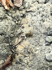 Vespula squamosa