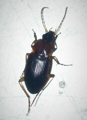 Calathus melanocephalus