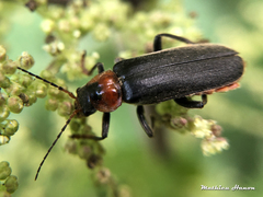 Cantharis fusca